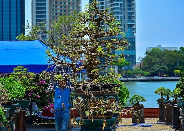 Cây me được nghệ nhân uốn lượn trông rất đẹp mắt.