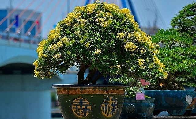 Bờ sông Hàn ngập tràn sắc hoa hội tụ tham gia hội thi.