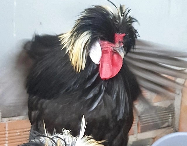 Gà sư tử Ba Lan đen đầu bạc. Gà sư tử Ba Lan đen đầu bạc.