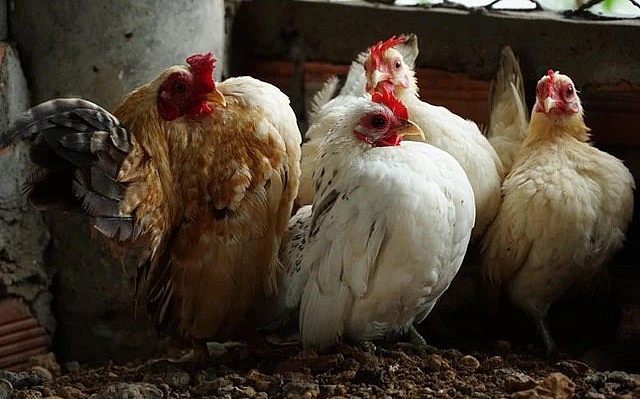 Gà Serama trong trang trại của anh Biên. Gà Serama trong trang trại của anh Biên.