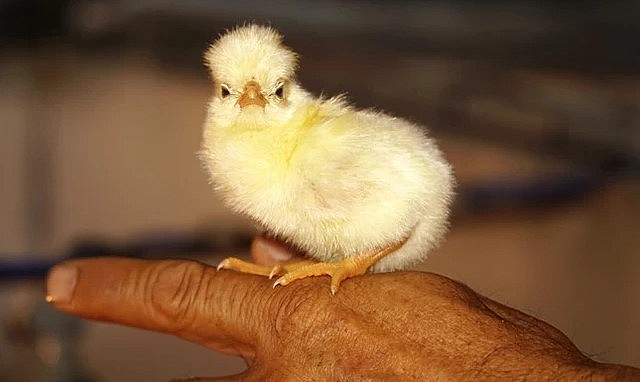 Hiện anh Biên bán gà sư tử Ba Lan 1 tháng tuổi khoảng 300 nghìn đồng/con. Hiện anh Biên bán gà sư tử Ba Lan 1 tháng tuổi khoảng 300 nghìn đồng/con.