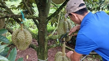 Chuẩn bị thu hoạch hàng nghìn héc ta sầu riêng, "bầu Đức" chia sẻ về mối lo dội chợ