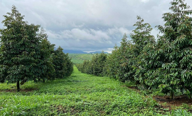 Bầu Đức được cho là đang sở hữu diện tích sầu riêng lớn nhất thế giới. Bầu Đức được cho là đang sở hữu diện tích sầu riêng lớn nhất thế giới.