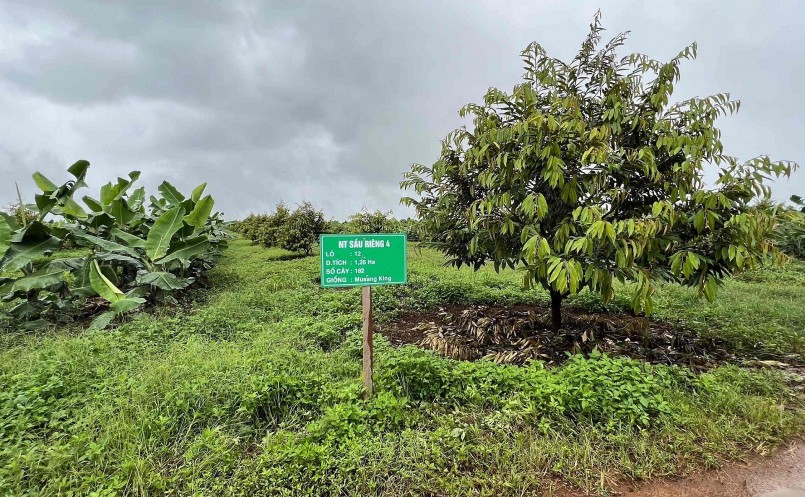 Ngoài trồng chuối, sầu riêng đang là cây trồng chủ lực của Hoàng Anh Gia Lai. Ngoài trồng chuối, sầu riêng đang là cây trồng chủ lực của Hoàng Anh Gia Lai.