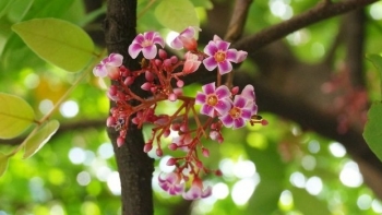 Thứ hoa rụng tím vườn quê không ai ngó, hoá ra lại là vị thuốc trị ho, tiêu đờm cực quý