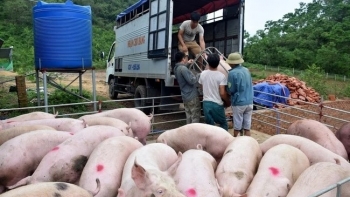 Giá heo hơi hôm nay 30/4: Lợi thế nhờ đà tăng, bao giờ người nuôi heo thoát lỗ?