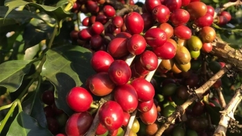 Giá nông sản hôm nay 30/4: Cà phê ào ạt vẫn lấy được đà tăng, hồ tiêu vùng lên lập đỉnh mới
