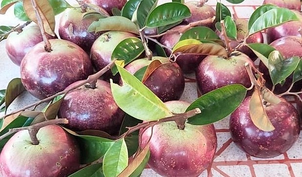 Trồng rải vụ năng suất đạt cao hơn từ 10-20% so với khi trồng chính vụ.