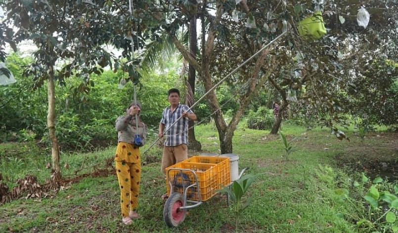 Nhà vườn Sóc Trăng thu hoạch vú sữa rải vụ với niềm vui trúng mùa được giá.