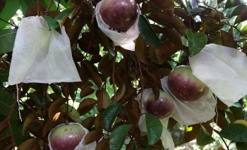 Tuyệt chiêu trồng vú sữa trái to đẹp né vụ tránh dội chợ, bán đắt quanh năm