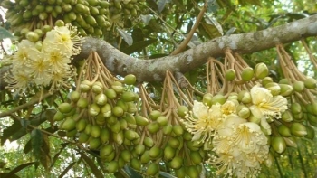 Hoa sầu riêng rụng trắng vườn nguy cơ thất thu, nhà vườn tìm giải pháp đối phó