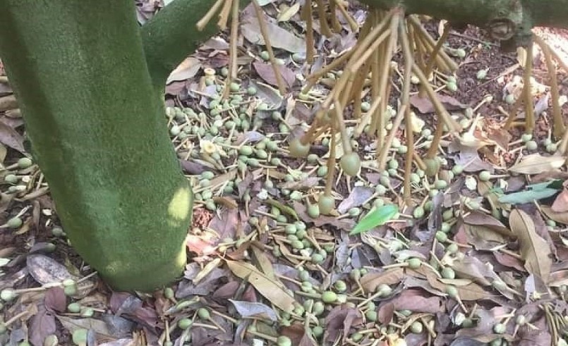 Thời tiết bất thường, hoa sầu riêng trong vườn của ông Lương Công Sỹ rụng mất một nửa, nguy cơ giảm năng suất vụ quả này.