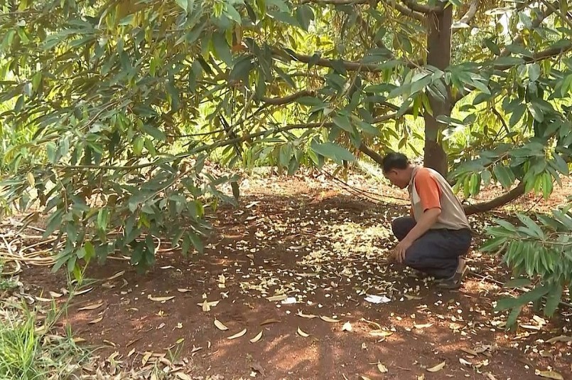Dự báo, niên vụ sầu riêng năm nay Đắk Lắk có nguy ngơ giảm sản lượng do hoa rụng hàng loạt.