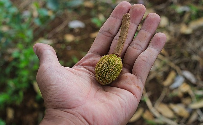 Sầu riêng rụng hoa và trái non có nhiều nguyên nhân.