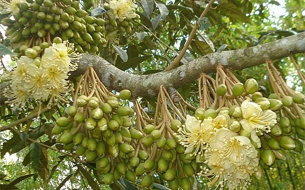 Thời điểm này ở Tây Nguyên sầu riêng bước vào thời kỳ ra hoa.