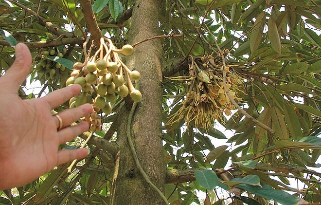 Điều kiện khí hậu và thời tiết thay đổi đột ngột cũng gây rụng hoa và trái non của sầu riêng.