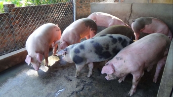 Giá heo hơi hôm nay 01/5: Lặng sóng trong dịp nghỉ lễ, giá trong nước biến động ra sao khi giá heo Trung Quốc lao dốc?