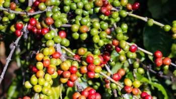 Giá nông sản hôm nay 01/5: Cà phê đối nghịch trên sàn kỳ hạn, hồ tiêu ổn định tại các thị trường trọng điểm