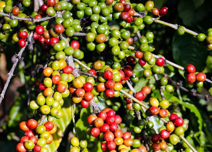 Giá nông sản hôm nay 01/5, giá cà phê trên thị trường thế giới biến động không đồng nhất. Giá nông sản hôm nay 01/5, giá cà phê trên thị trường thế giới biến động không đồng nhất.