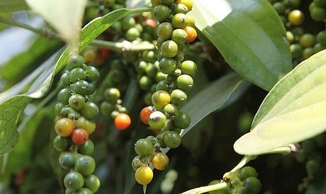 Giá nông sản hôm nay 01/5, Giá nông sản hôm nay 01/5,