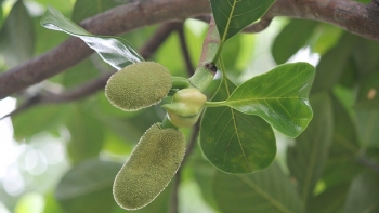 Quả mít non có tác dụng gì?