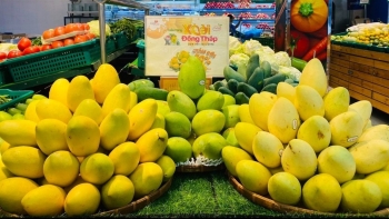 Xoài Việt xuất khẩu Nhật Bản vì sao giá chỉ bằng nửa so với xoài Thái Lan?