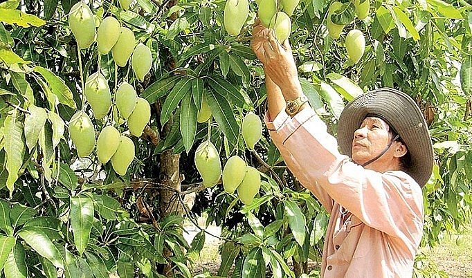 Xoài Việt Nam đang có nhiều cơ hội tại thị trường Nhật Bản. 