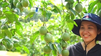 Dự kiến nâng diện tích chanh leo lên 25.000 ha, Gia Lai chú trọng chất lượng hơn sản lượng