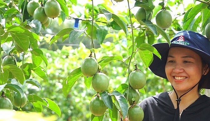 Tỉnh Gia Lai đang trở thành thủ phủ chanh leo.