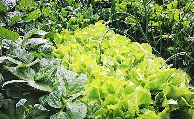 Khu vườn sẽ biến thành kho thực phẩm nếu biết khai thác hiệu quả.