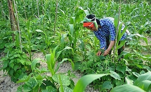 Các loại cây cùng cộng sinh để tối ưu tài nguyên vườn.