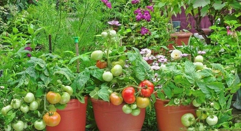 Mùa nào thức nấy là cách để khu vương xanh mướt quanh năm.