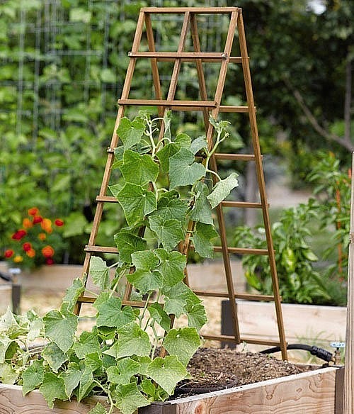 Làm giàn leo để nhân đôi diện tích khu vườn.