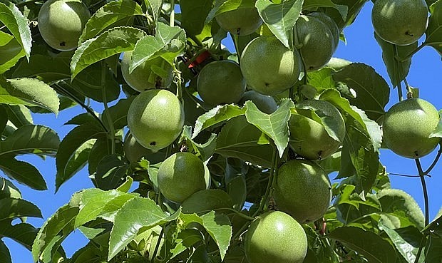 Chanh leo dần trở thành cây trồng chủ lực của tỉnh Gia Lai.