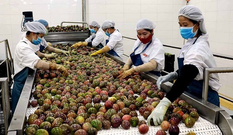 Trồng chanh leo liên kết và gắn với cơ sở chế biến nhằm nâng cao giá trị.