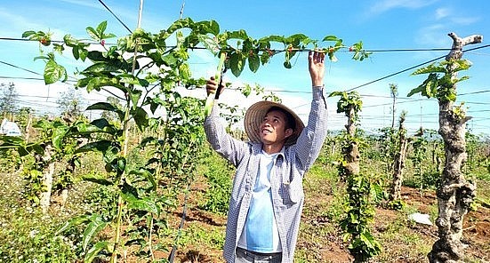 Tỉnh Gia Lai có nhiều chính sách phát triển bền vững cây chanh leo.