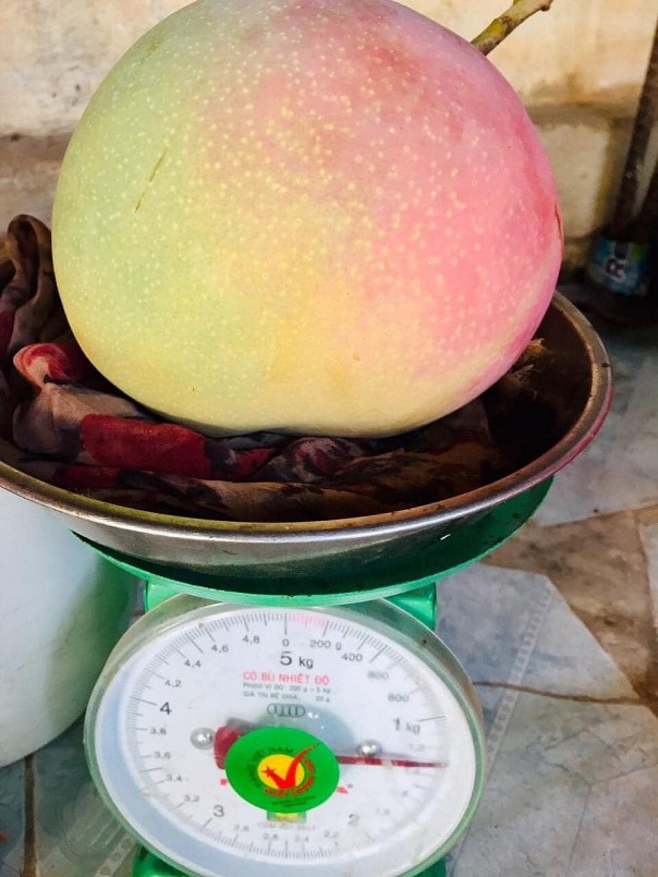 Một quả xoài có thể nặng tới hơn 1,5kg. Ảnh: Đặng Thế Truyền