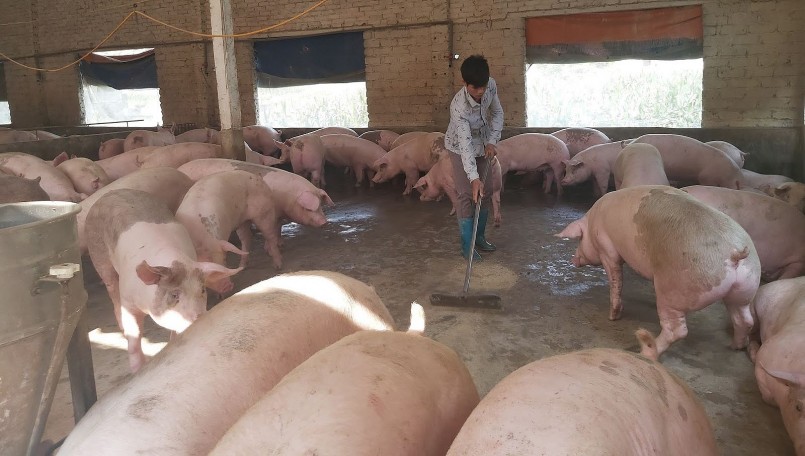 Giá heo hơi hôm nay (02/5) giá heo đi ngang trong kỳ nghỉ lễ do nhu cầu thịt heo không tăng.