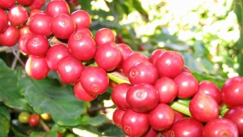 Giá nông sản hôm nay 02/5: Cà phê tăng thiết lập kỷ lục, hồ tiêu tiến chắc gần chạm mốc 70.000 đồng/kg