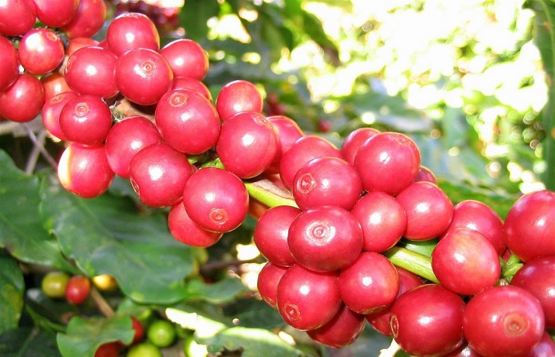 Giá nông sản hôm nay (02/5), tính đến ngày 01/5, giá cà phê robusta thế giới giao dịch ở mức 2.407 USD/tấn, mức cao nhất kể từ tháng 7/2011. Giá nông sản hôm nay (02/5), tính đến ngày 01/5, giá cà phê robusta thế giới giao dịch ở mức 2.407 USD/tấn, mức cao nhất kể từ tháng 7/2011.