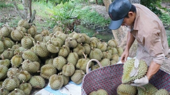 Sầu riêng giảm xuống đáy do Trung Quốc có thêm nguồn cung, xuất khẩu đối mặt thách thức mới