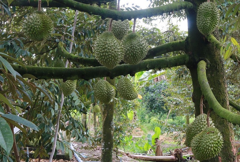 Thời điểm này các tỉnh miền Tây đang vào thu hoạch sầu riêng chính vụ.