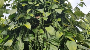 Trồng thành công giống tiêu lạ thu hoạch quanh năm bán trong nước đã cháy hàng