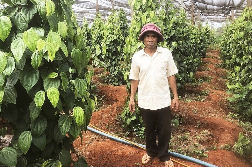 Ông Nguyễn Đức Thắng bên vườn tiêu giống Srilanka. Ảnh: Nguyễn Diệp Ông Nguyễn Đức Thắng bên vườn tiêu giống Srilanka. Ảnh: Nguyễn Diệp