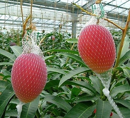 Quy trình trồng xoài đỏ Nhật Bản vô cùng nghiêm ngặt và khắt khe.