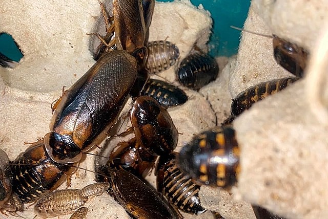 Gián Dubia hay còn gọi là gián đất