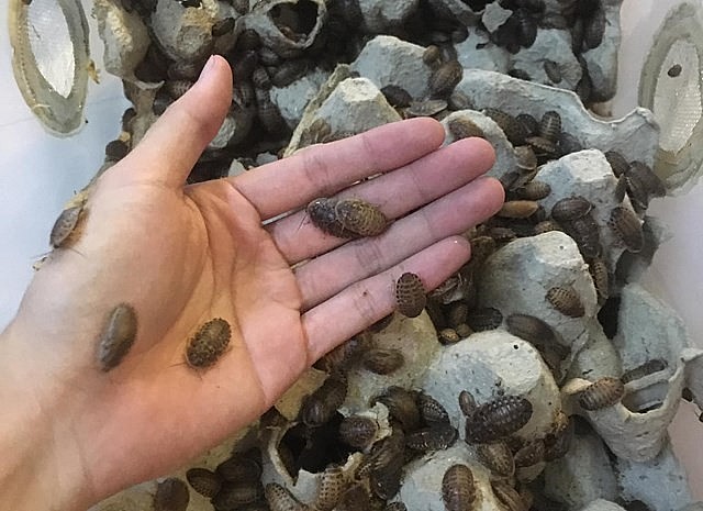 Chi phí thức ăn, chuồng trại để nuôi dubia khá thấp