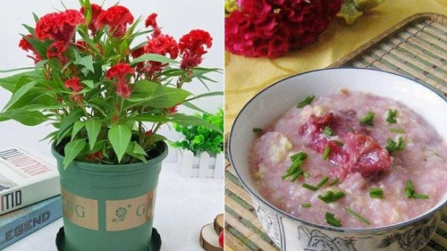 6 loại hoa vừa đẹp vừa thơm, lại có thể pha trà, làm thuốc, trồng một chậu lợi trăm đường