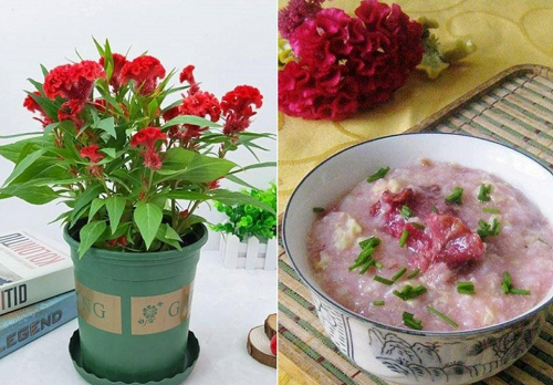 6 loại hoa vừa đẹp vừa thơm, lại có thể pha trà, làm thuốc, trồng một chậu lợi trăm đường