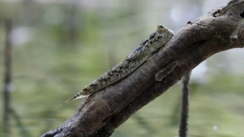 Chuyện lạ có thật, 2 loài cá vừa biết bơi, biết bay, còn biết leo cây